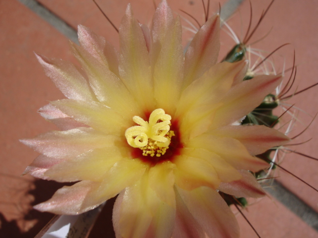 Thelocactus setispinus 