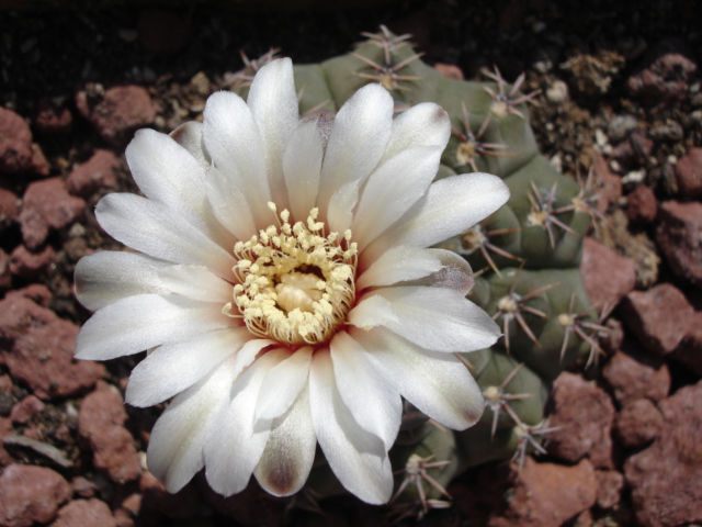 Gymnocalycium  