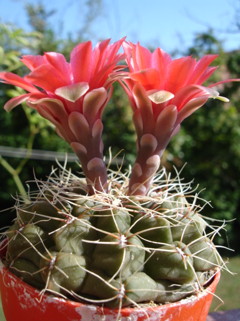 Gymnocalycium baldianum 