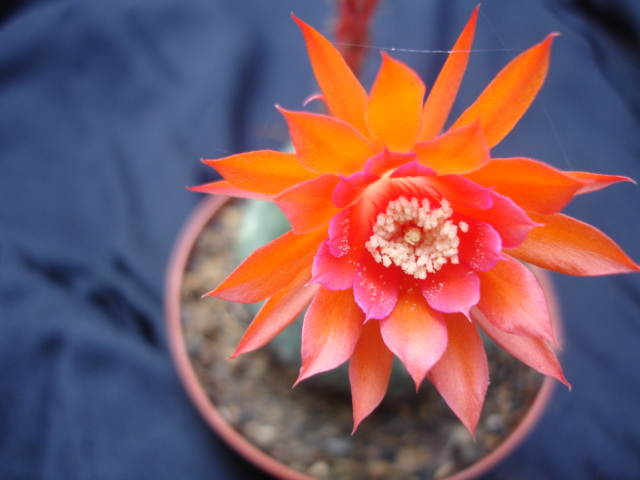 Matucana madisoniorum 