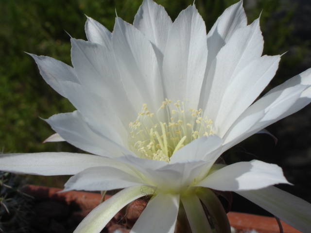 Echinopsis subdenudata 