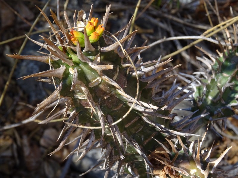 Euphorbia viguieri 