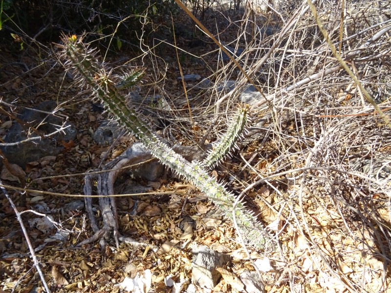 euphorbia viguieri