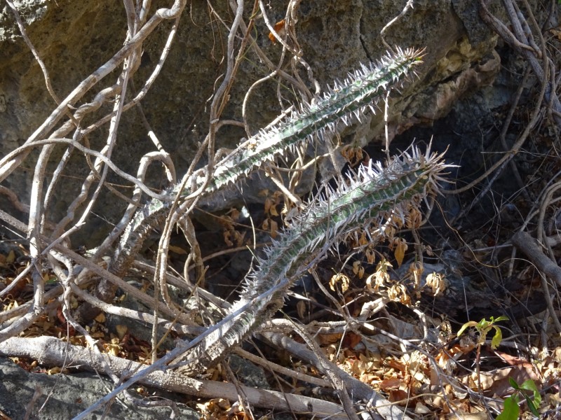 Euphorbia viguieri 