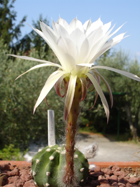 Echinopsis subdenudata 