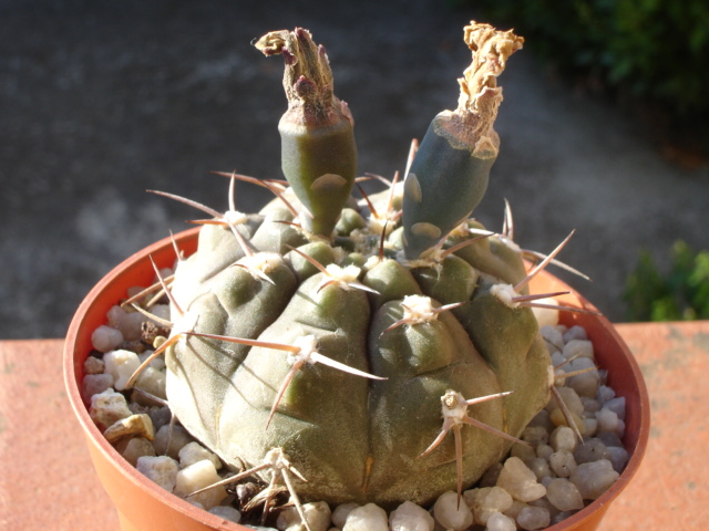 Gymnocalycium glaucum 