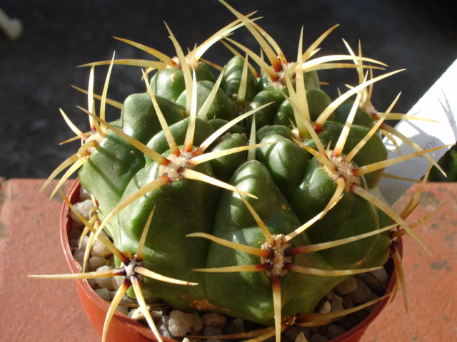 Gymnocalycium multiflorum 