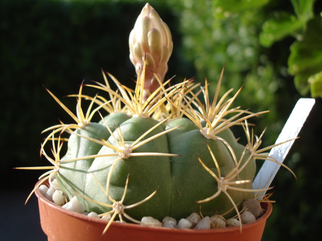 Gymnocalycium chiquitanum 