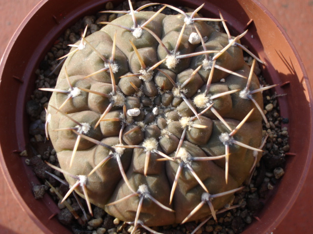 Gymnocalycium Stellatum 