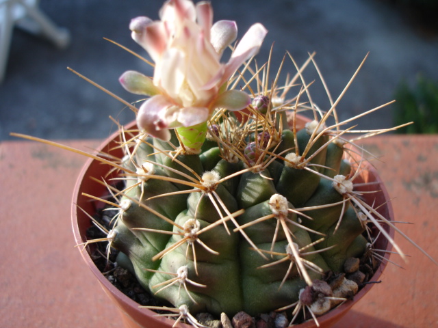 Gymnocalycium Anisitsii 