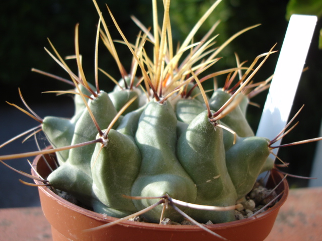 Thelocactus nidulans 