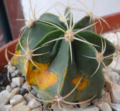 Ferocactus  1