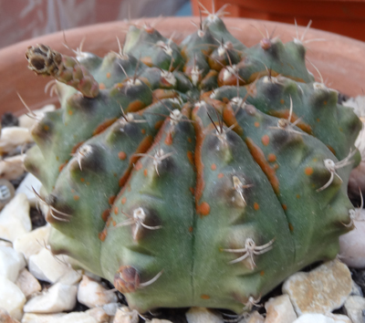 Gymnocalycium  2