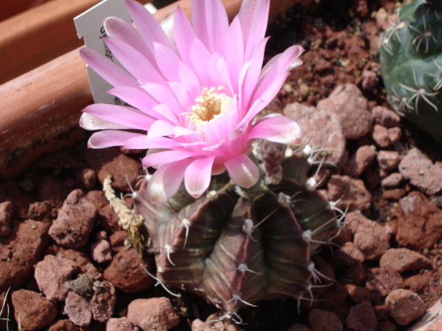 Gymnocalycium Stenopleurum 