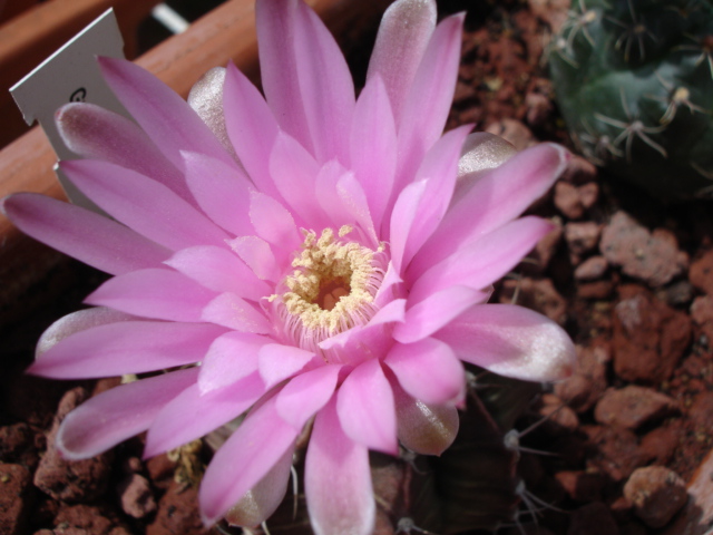 Gymnocalycium Stenopleurum 