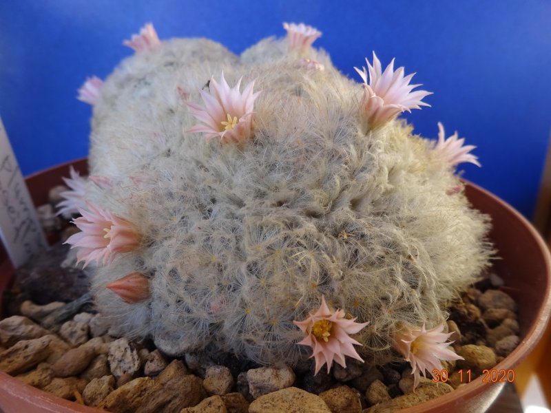 Mammillaria plumosa v. roseiflora 