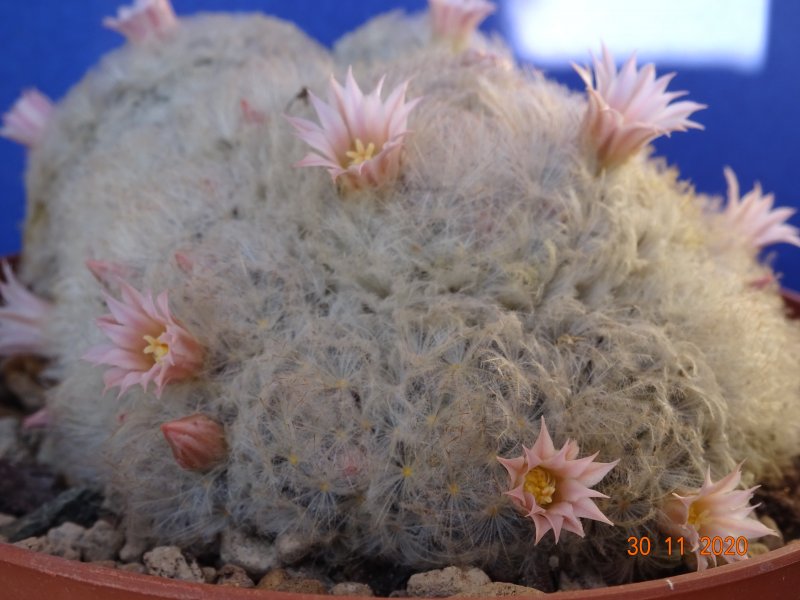 Mammillaria plumosa v. roseiflora 