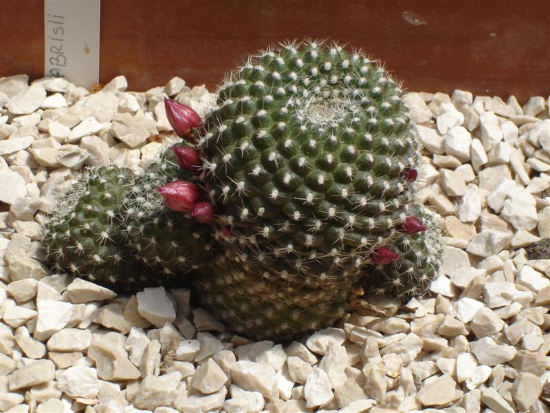 Rebutia fabrisii 