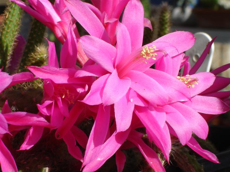 Aporocactus flagelliformis 