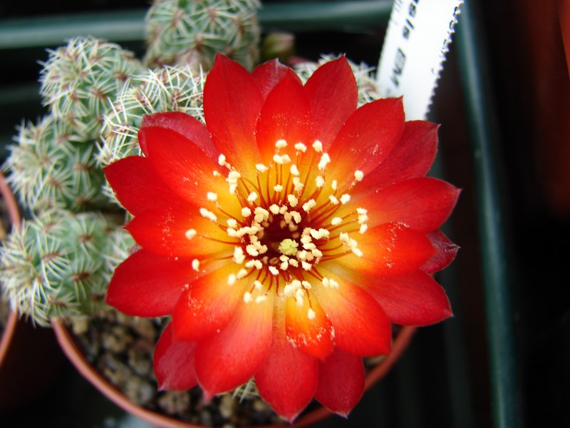 Sulcorebutia tarabucoensis v. callecallensis EM 351