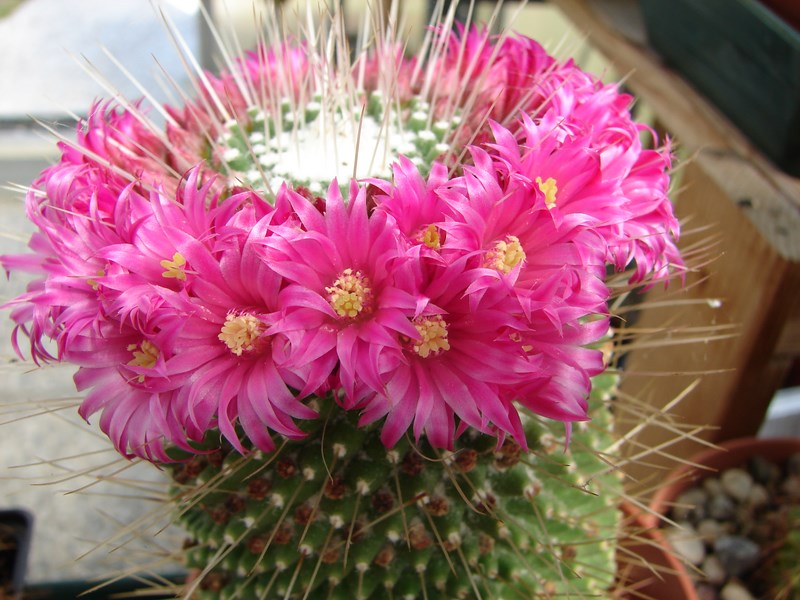 Mammillaria polythele cv. un pico 