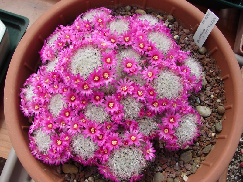 Mammillaria laui ssp. dasyacantha 