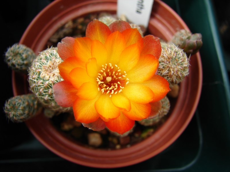 Sulcorebutia verticillacantha v. aureiflora 