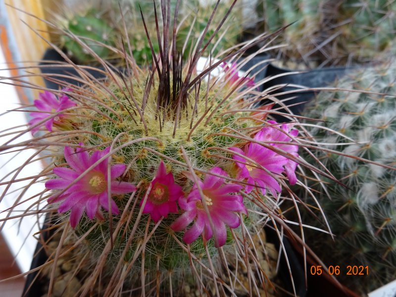 Mammillaria varieaculeata 