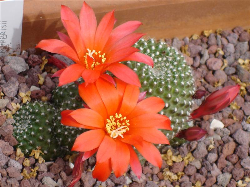 Rebutia fabrisii 