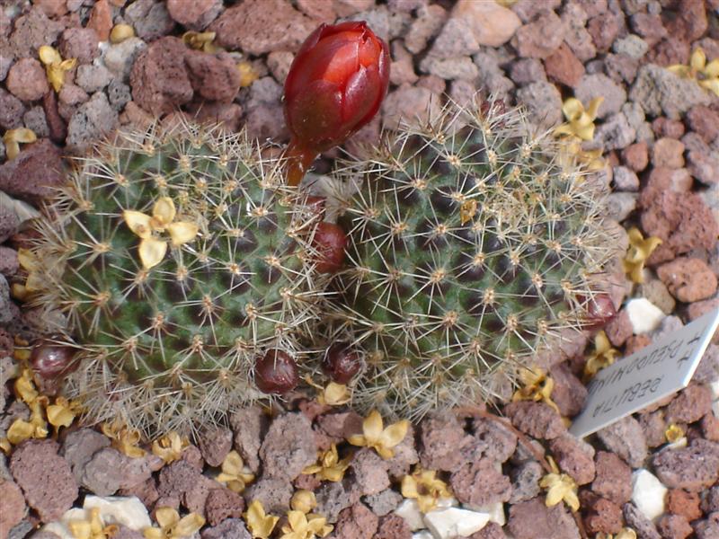 Rebutia pseudominuscula 