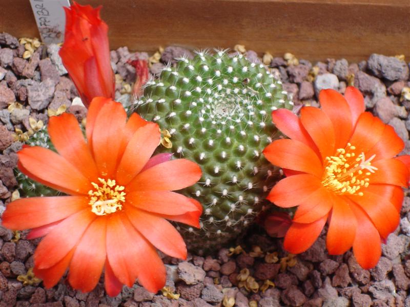 Rebutia fabrisii 