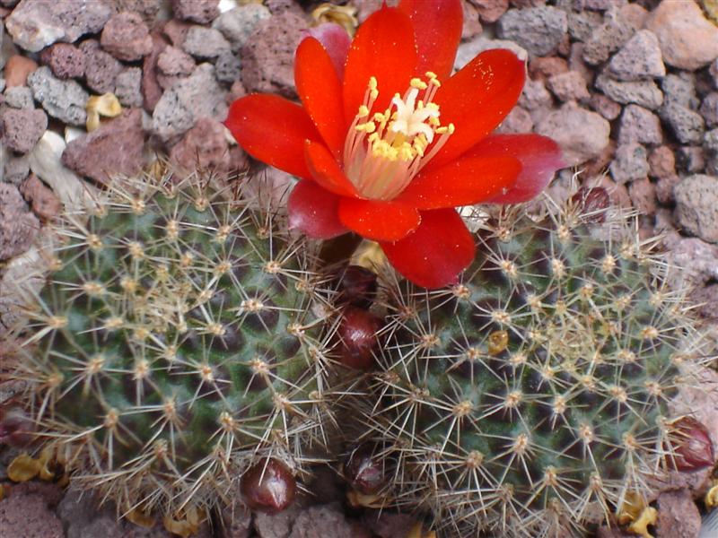 Rebutia pseudominuscula 