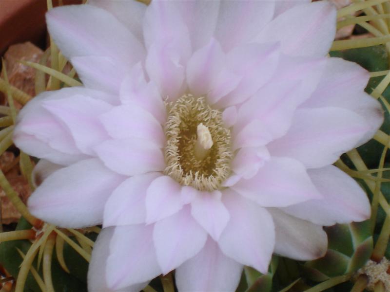 Gymnocalycium monvillei 