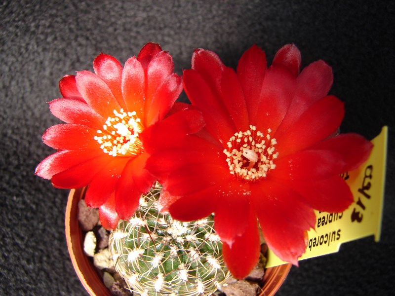 Sulcorebutia cuprea HS 270