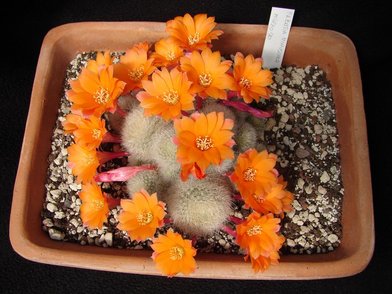 Rebutia muscula 