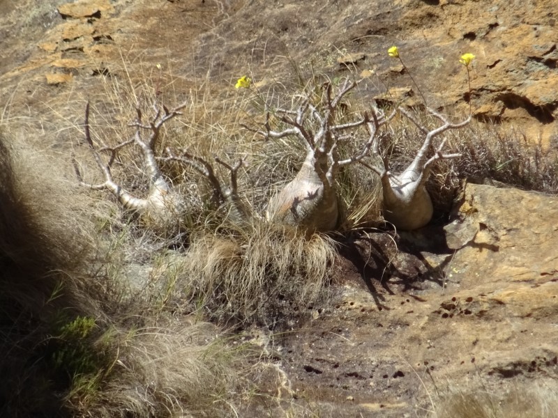 Pachypodium rosulatum v. gracilius 