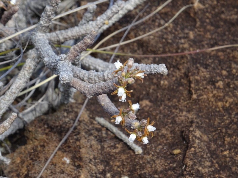 Cynanchum macrolobum 