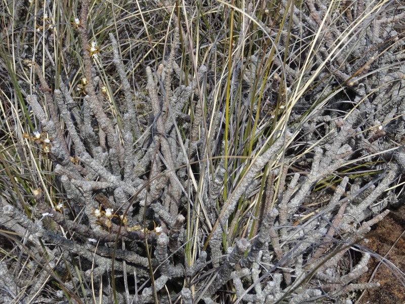 Cynanchum macrolobum 