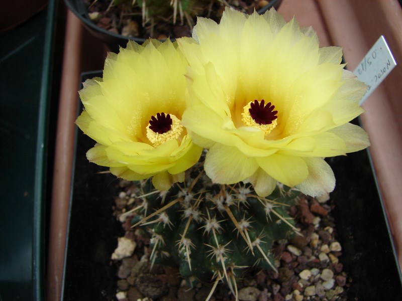 Notocactus turecekianus 