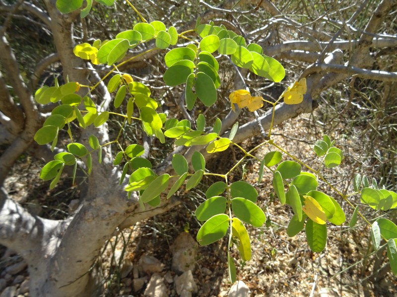 Delonix pumila 