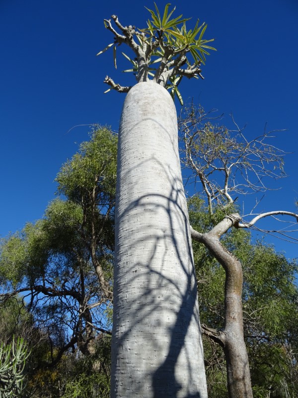 Pachypodium geayi 