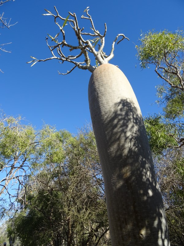 Pachypodium geayi 
