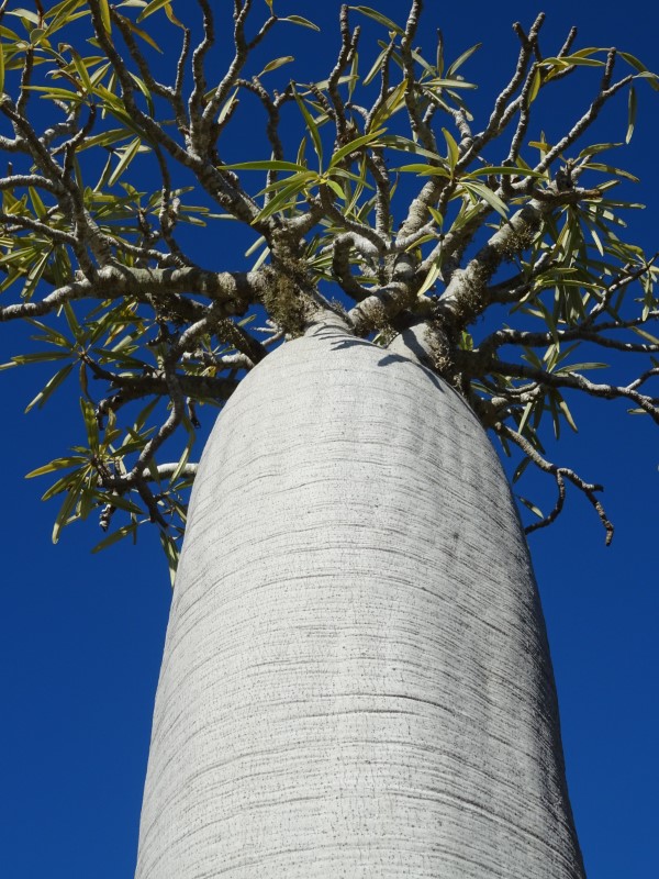 Pachypodium geayi 