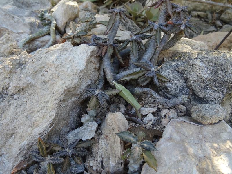 Euphorbia tulearensis 
