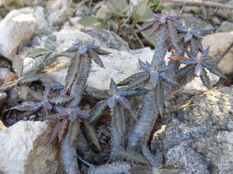 Euphorbia tulearensis 