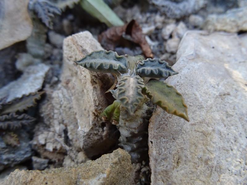 Euphorbia tulearensis 