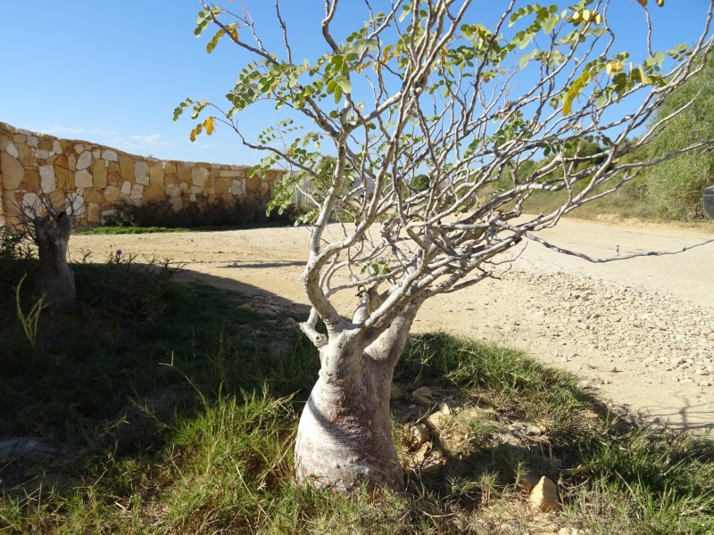 Delonix pumila 