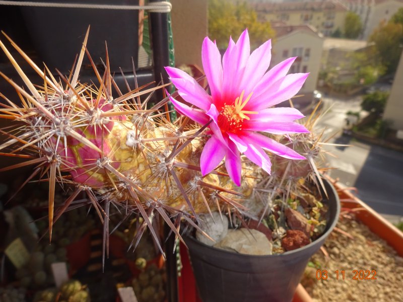 Echinocereus brandegeei 