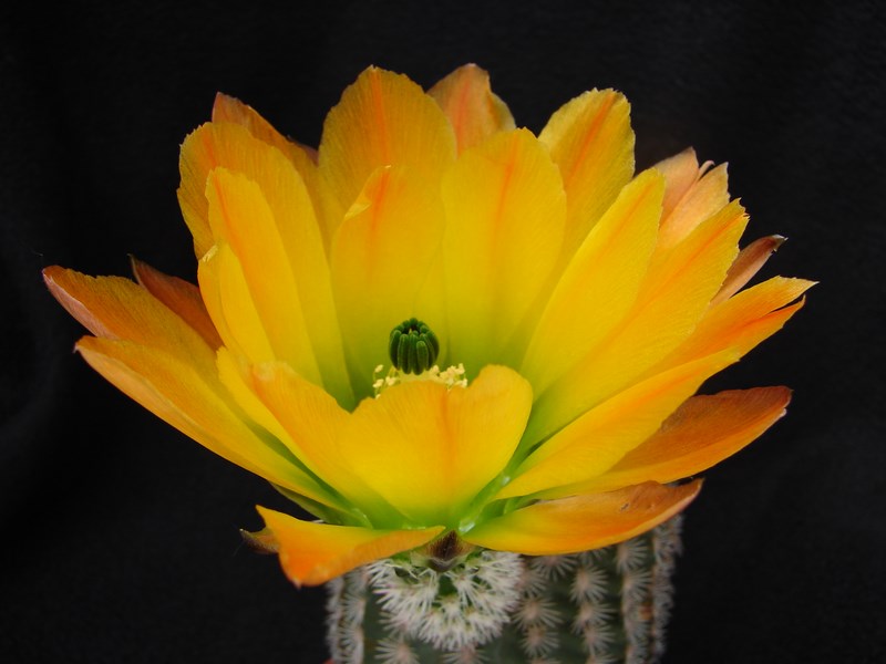 Echinocereus  ctenoides 