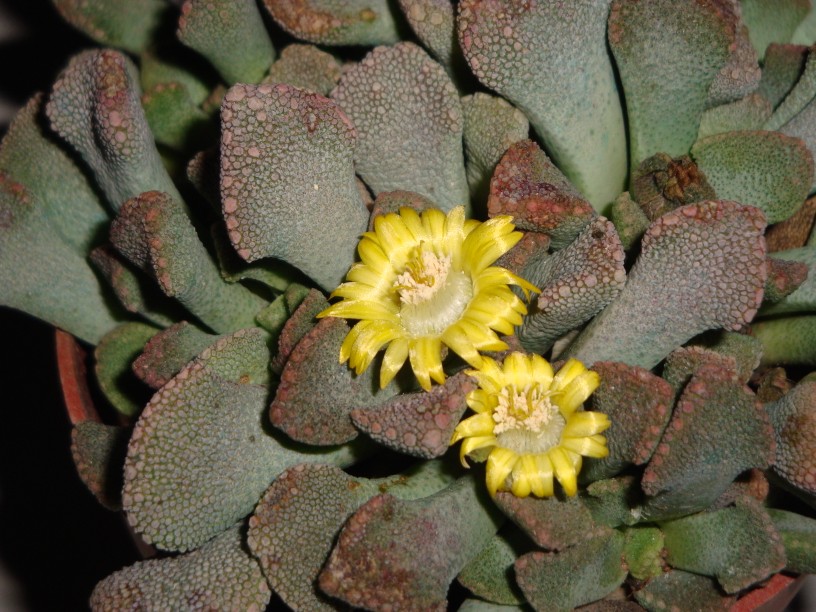 Titanopsis calcarea 